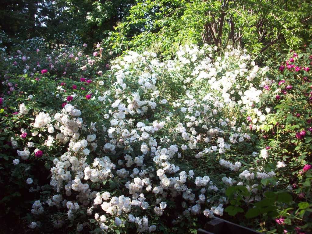 Rose de Rescht, Mary Washington, Maggie